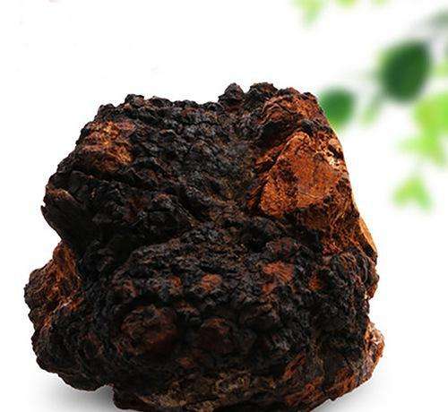 天然樺茸精 (3).jpg