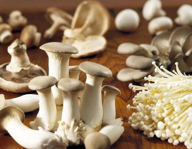 食用菌 (3).jpg 食用菌 (3).jpg